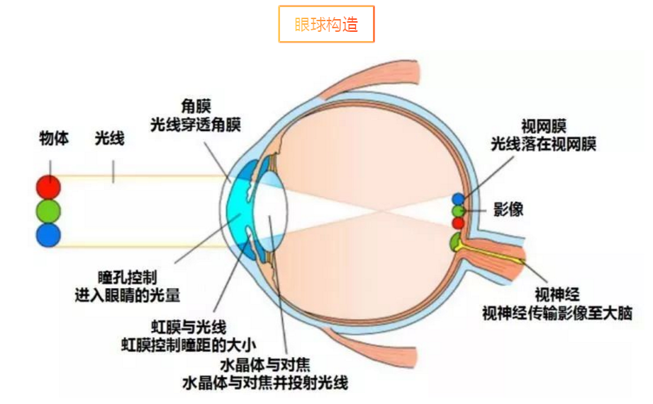 眼球的構造與光線的關系