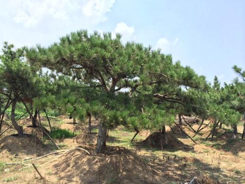 opebet官方ope app基地.jpg opebet官方ope app基地.jpg