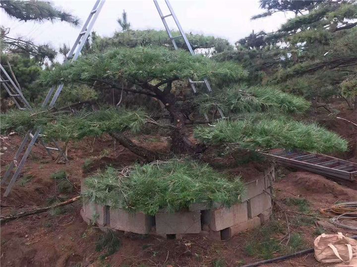 opebet官方ope电竞.jpg opebet官方ope电竞.jpg