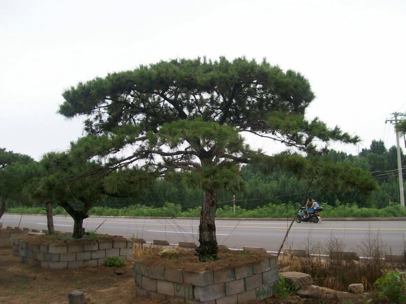 opebet官方ope电竞价格.jpg opebet官方ope电竞价格.jpg