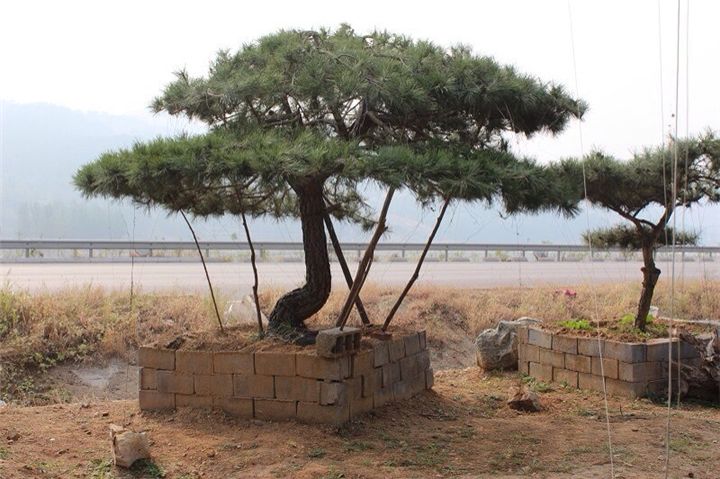 景观松.jpg 景观松.jpg