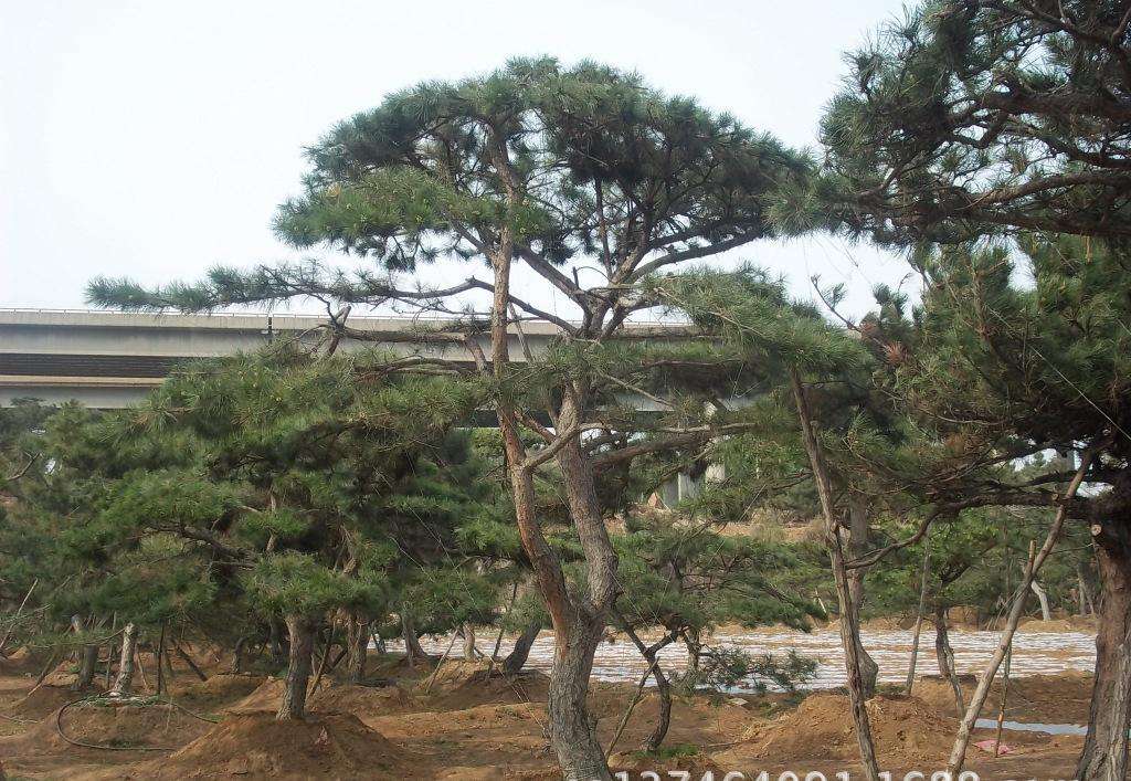opebet官方景观松 opebet官方景观松
