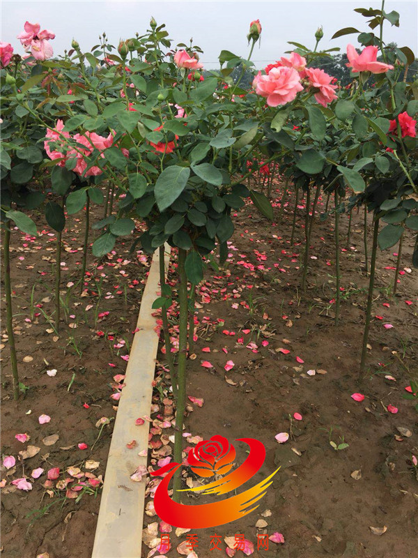 高杆月季树 高杆月季树