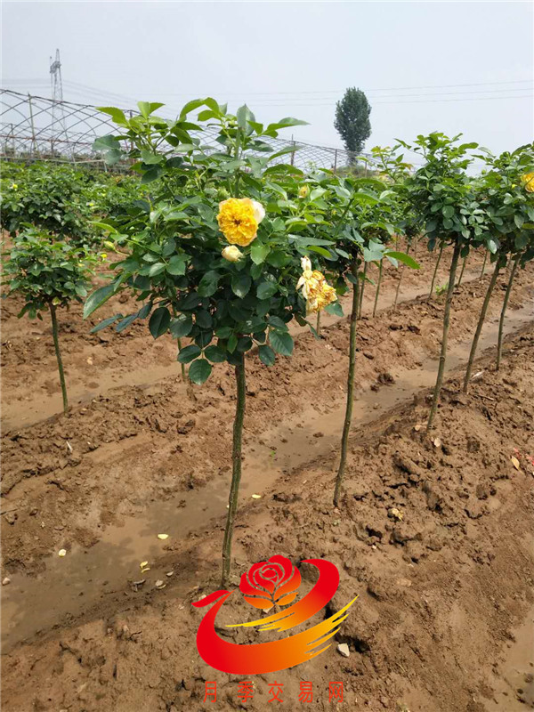 高杆月季树 高杆月季树