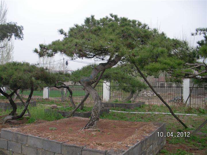 opebet官方松 opebet官方松