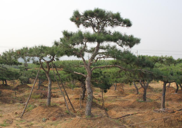 泰山景观松 泰山景观松