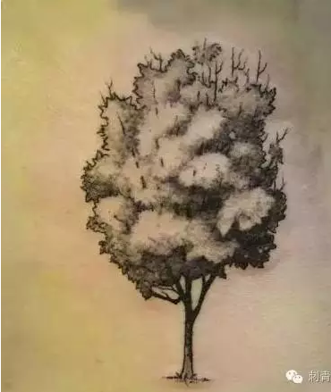 刺青树图片