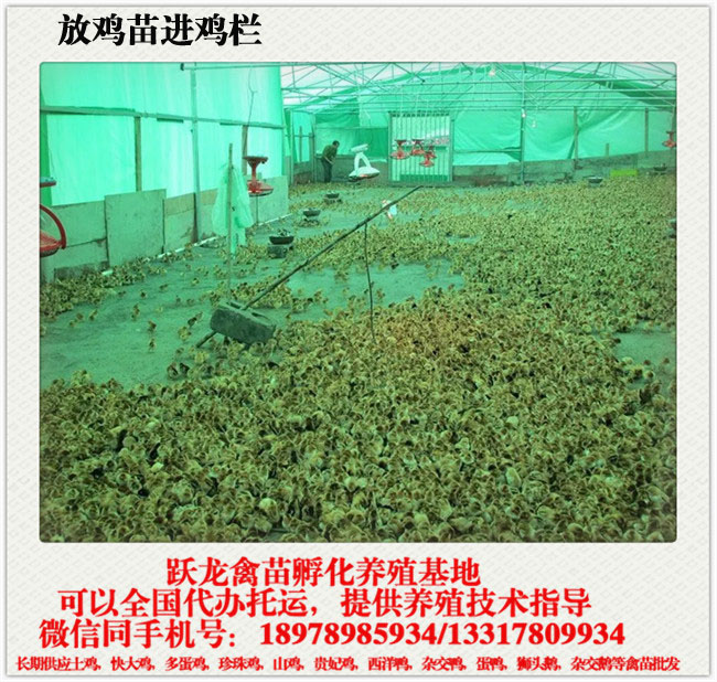 放威廉希尔体育进鸡栏.jpg 放威廉希尔体育进鸡栏.jpg