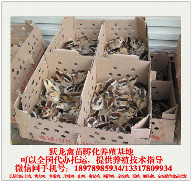 清远麻易胜博.jpg 清远麻易胜博.jpg