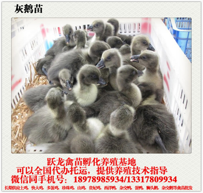 灰鹅.jpg
