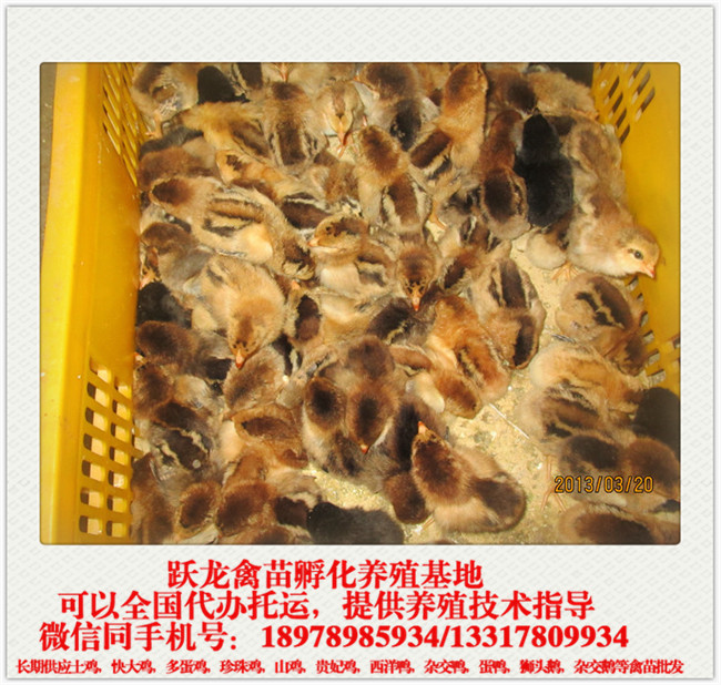 土二威廉希尔体育.jpg 土二威廉希尔体育.jpg