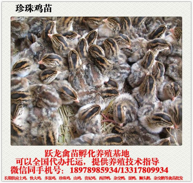 珍珠威廉希尔体育2.jpg 珍珠威廉希尔体育2.jpg
