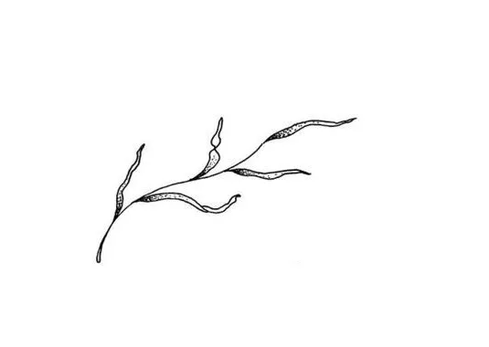 树枝叶小清新手稿怎么画