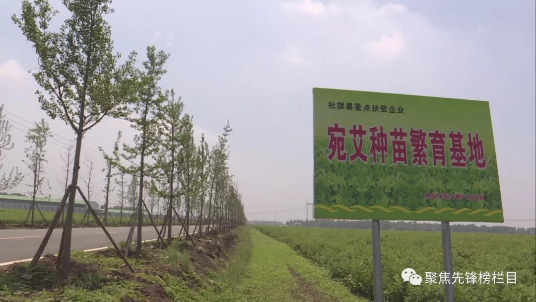 艾草
