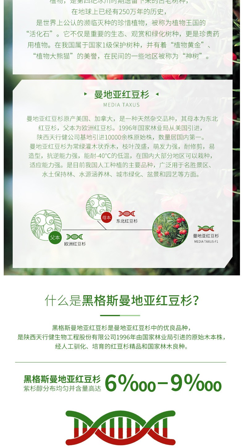 黑格斯紅豆杉2年生種苗（10000株起售）|盆景苗木系列-陜西省天行健生物工程股份有限公司