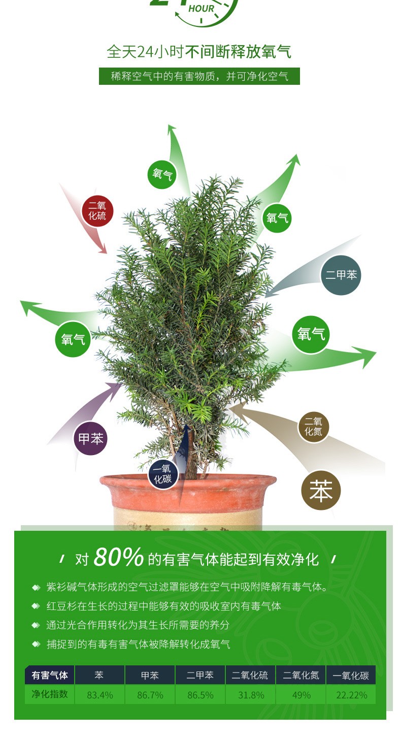 黑格斯红豆杉2年生种苗（10000株起售）|盆景苗木系列-陕西省天行健生物工程股份有限公司