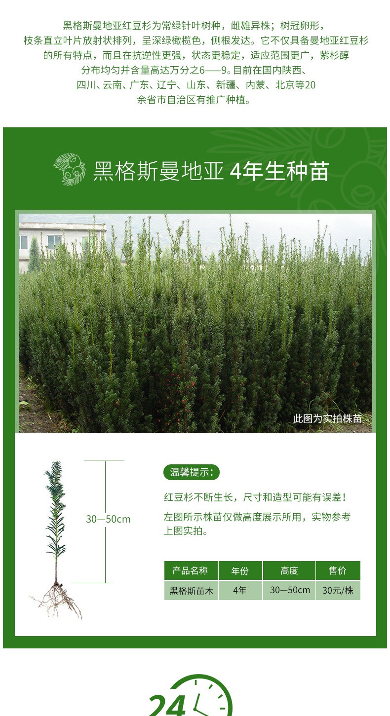 黑格斯紅豆杉4年生種苗（10000株起售）|盆景苗木系列-陜西省天行健生物工程股份有限公司