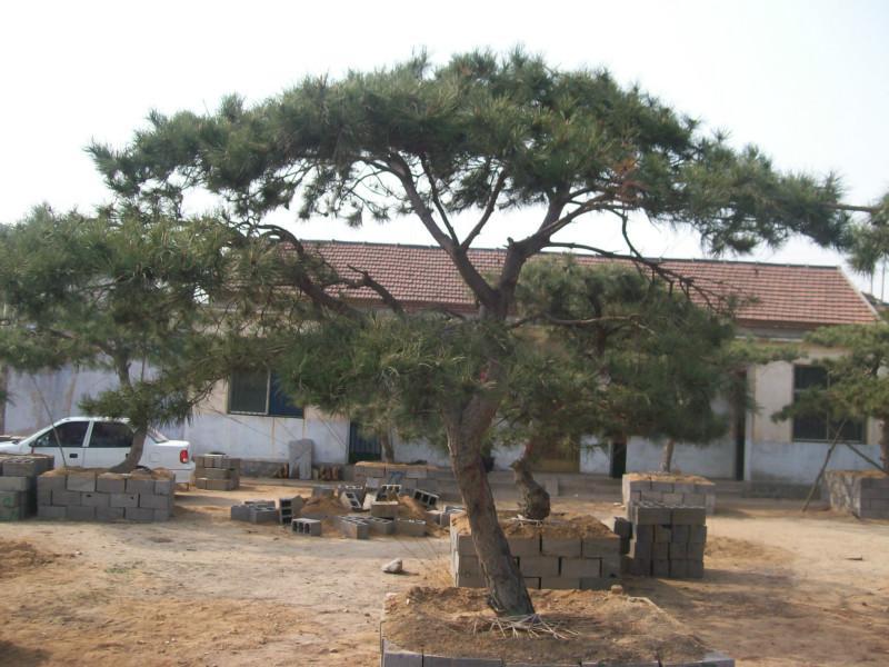 造型松树