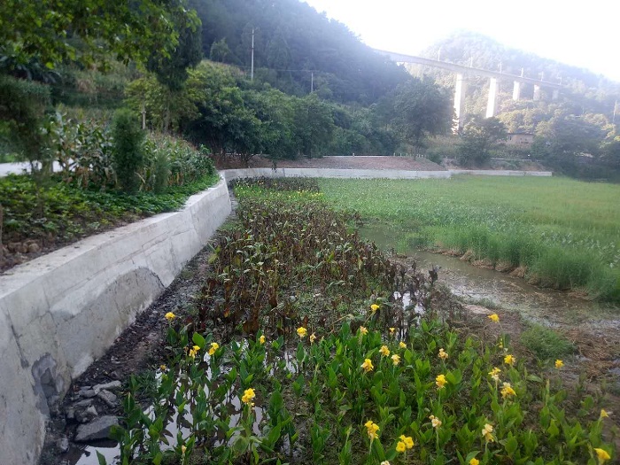 重庆水生植物