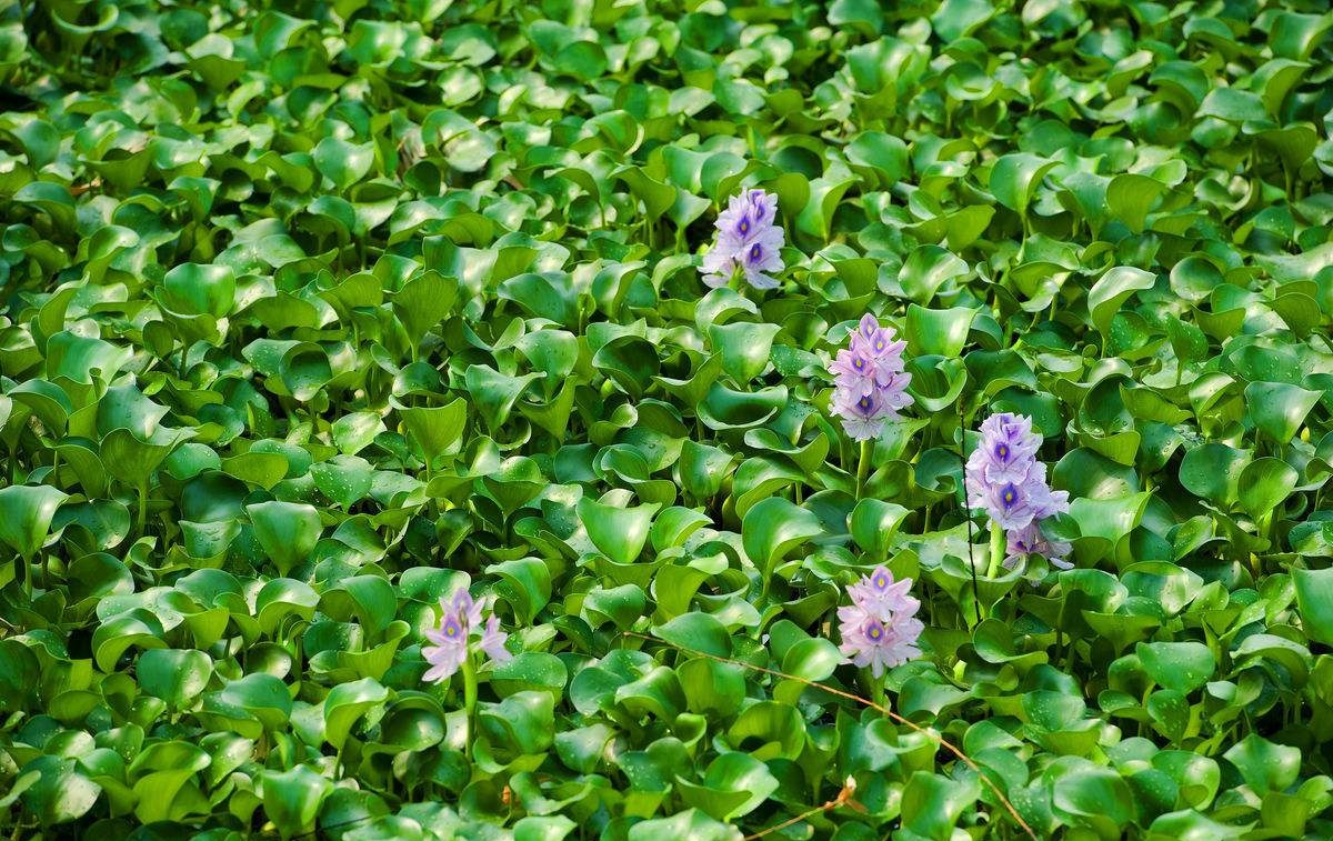 凤眼莲|浮水植物-重庆蓝澈水生植物种植有限公司