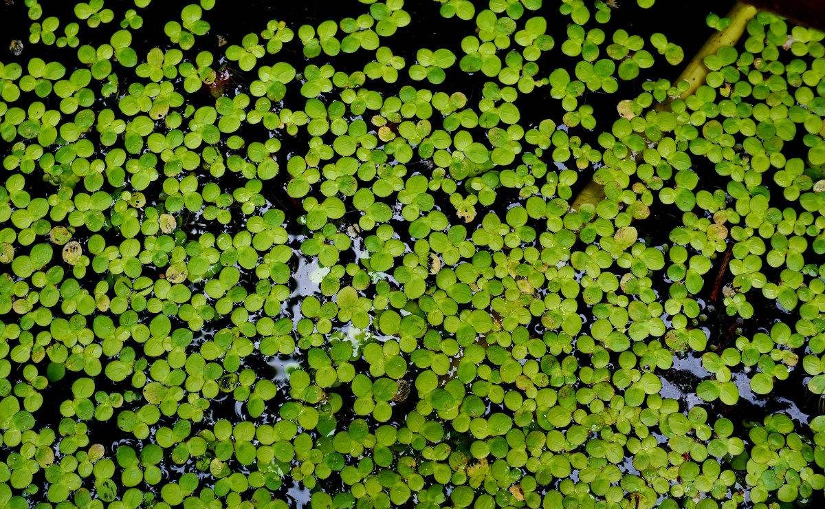 浮萍|浮水植物-重庆蓝澈水生植物种植有限公司