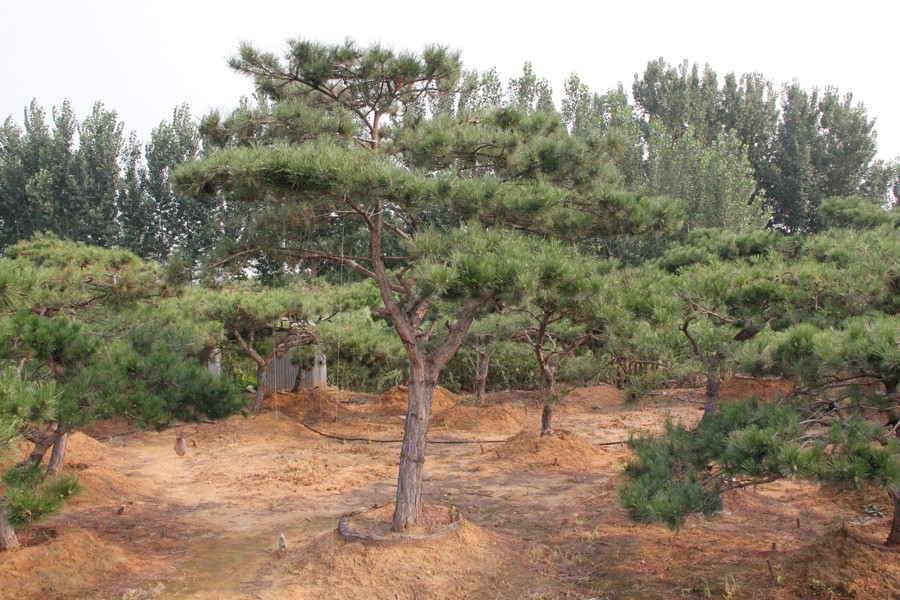 造型油松价格 造型油松价格