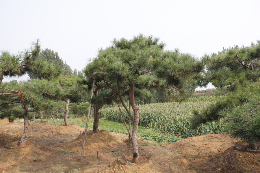 造型油松|造型油松-山东万亩造型景观松基地 造型油松
