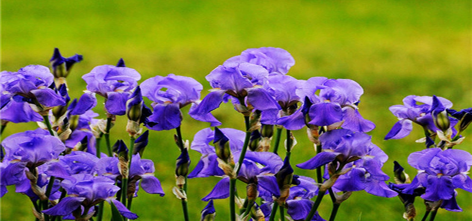 德国鸢尾|水景花卉-成都诗画园林绿化工程有限责任公司