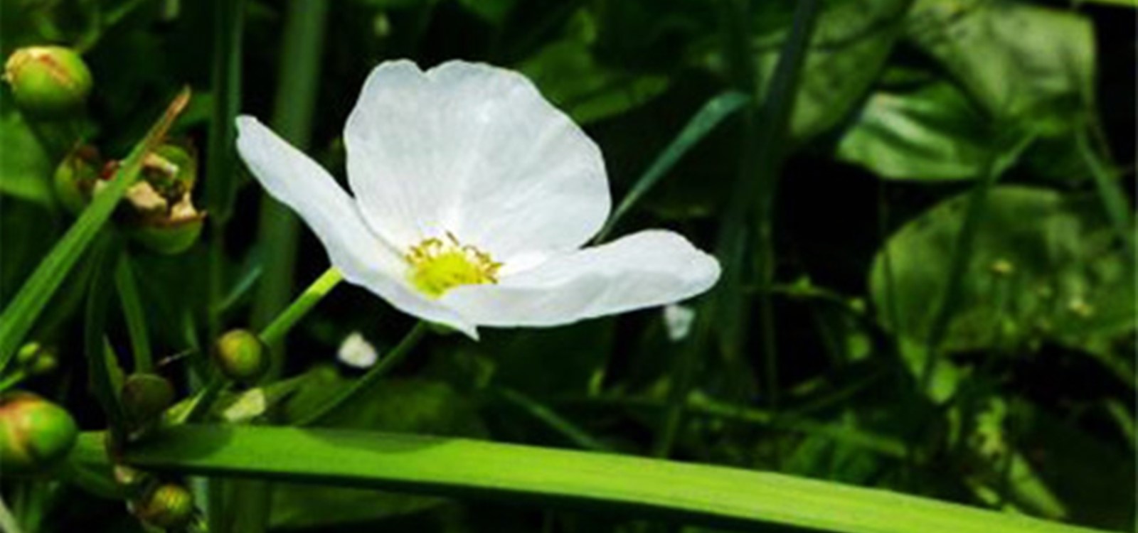 德国鸢尾|水景花卉-成都诗画园林绿化工程有限责任公司