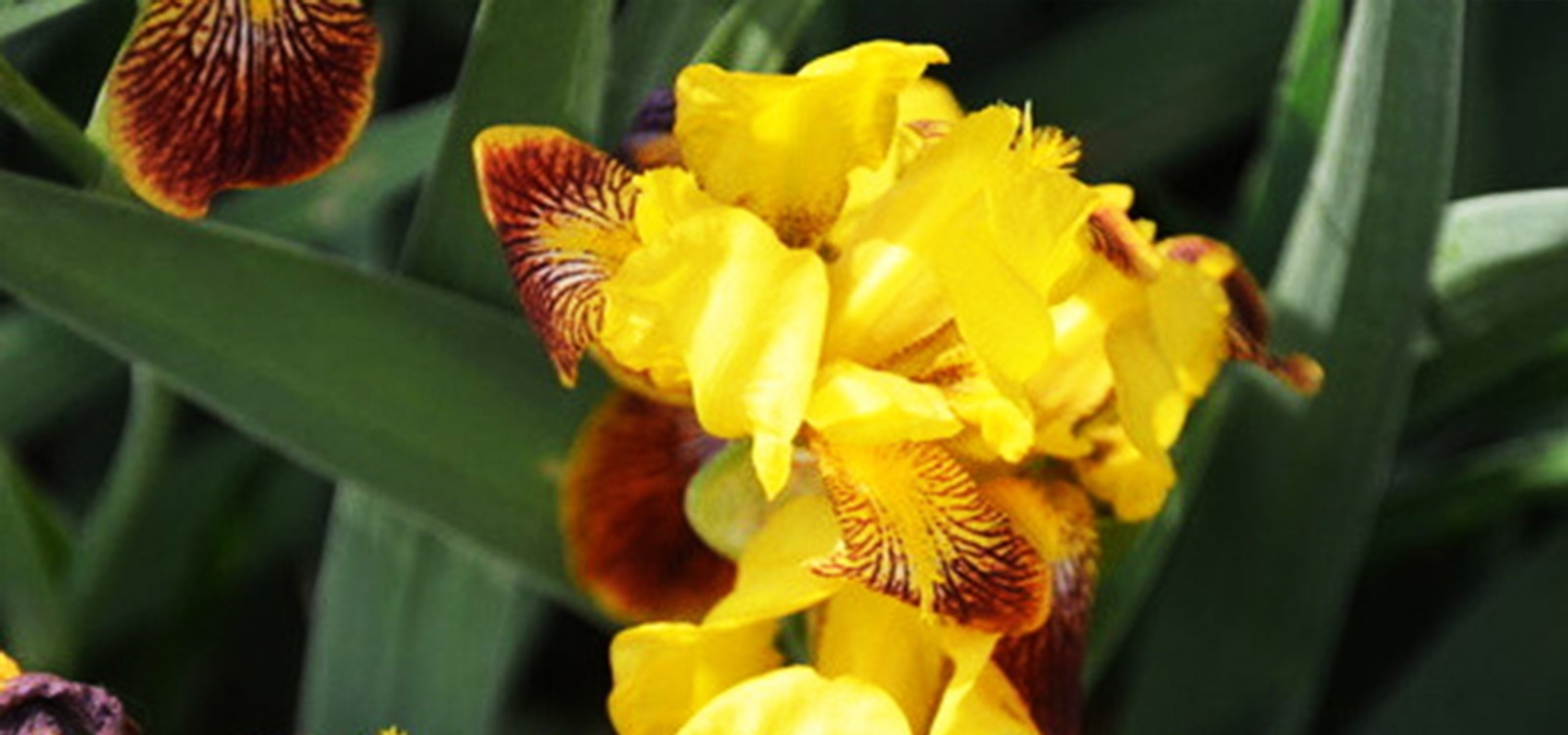 德国鸢尾|水景花卉-成都诗画园林绿化工程有限责任公司