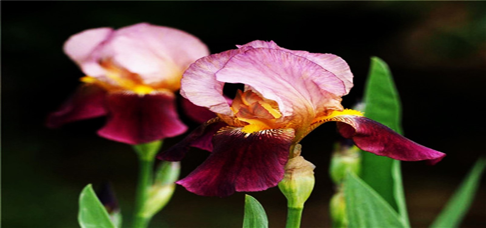 德国鸢尾|水景花卉-成都诗画园林绿化工程有限责任公司