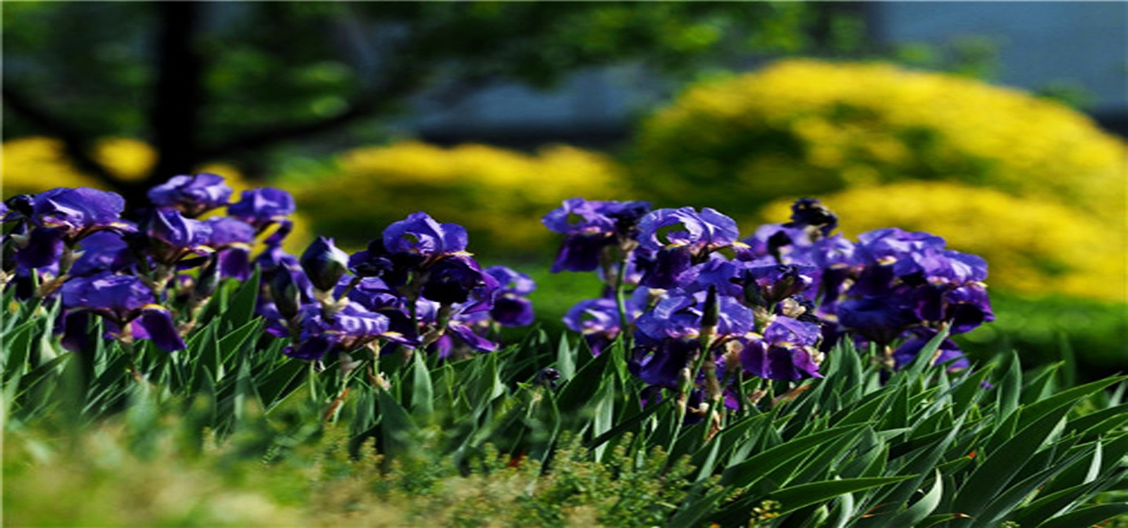 德国鸢尾|水景花卉-成都诗画园林绿化工程有限责任公司