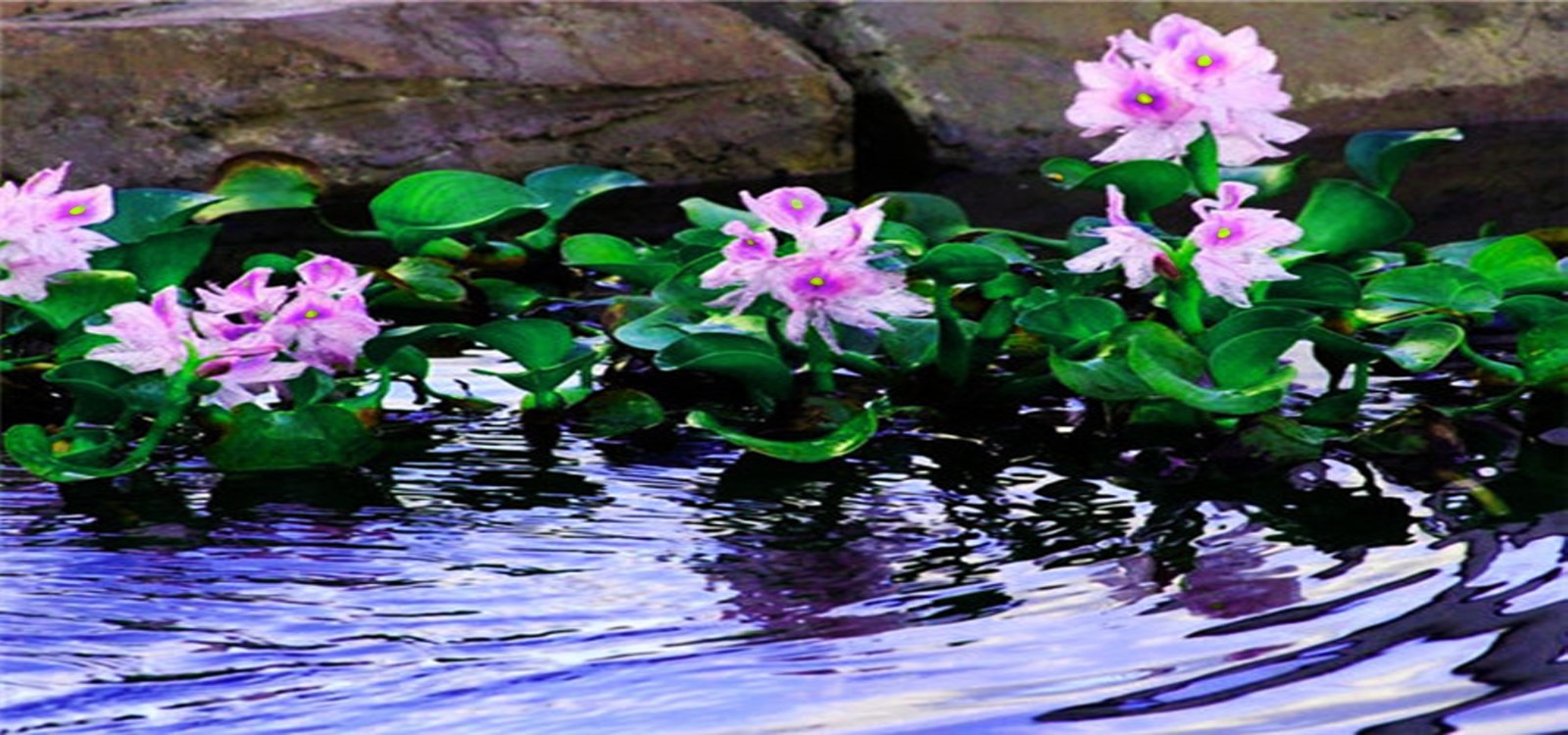 凤眼莲|水景花卉-成都诗画园林绿化工程有限责任公司