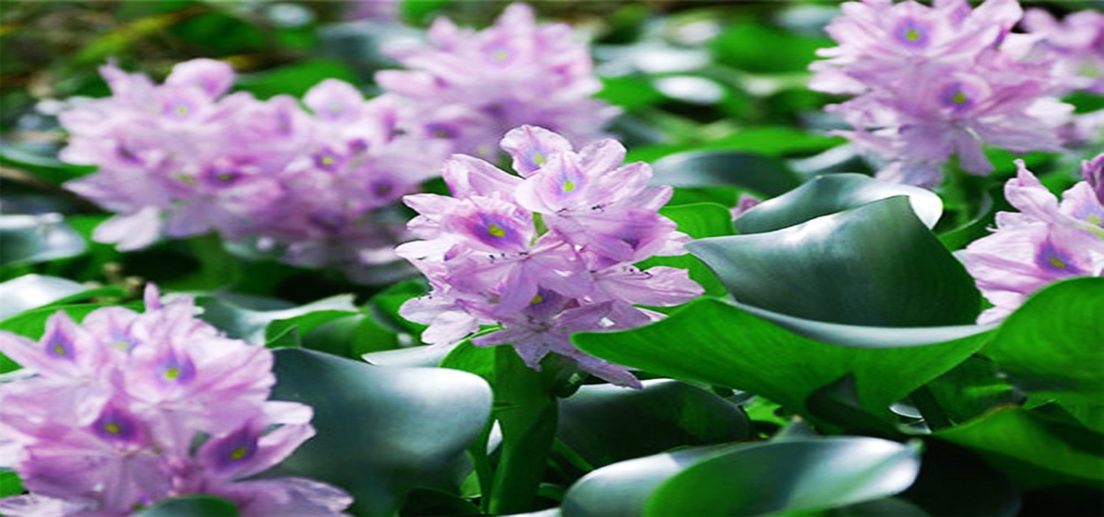 凤眼莲|水景花卉-成都诗画园林绿化工程有限责任公司