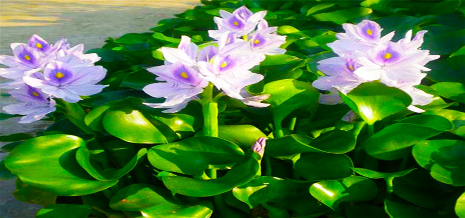 凤眼莲|水景花卉-成都诗画园林绿化工程有限责任公司