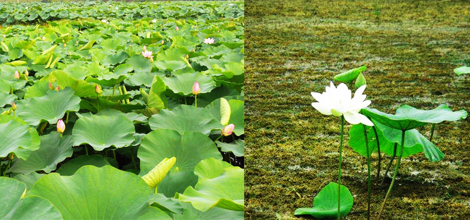 荷花|水景花卉-成都诗画园林绿化工程有限责任公司