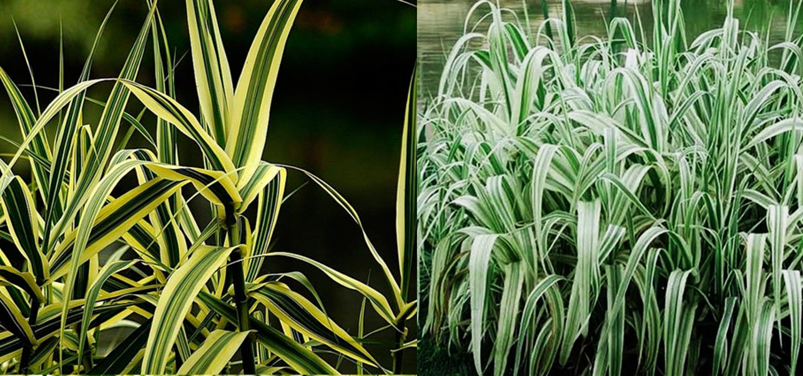 花叶芦竹|湿地植物-成都诗画园林绿化工程有限责任公司