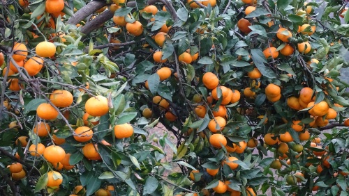 柑橘果园