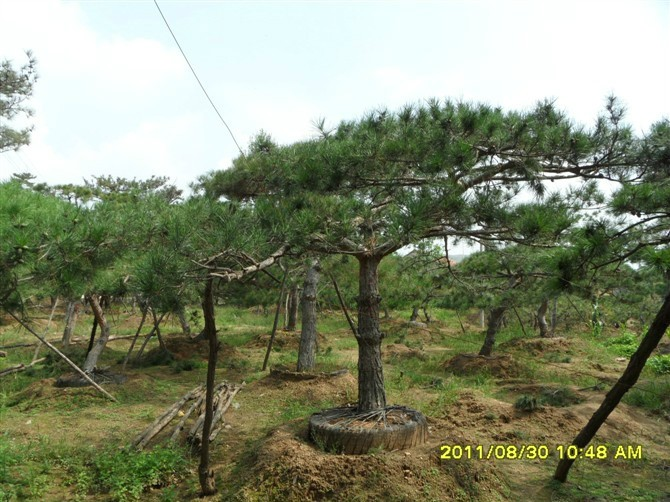 造型油松