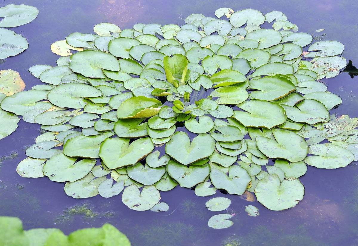 水生植物公司