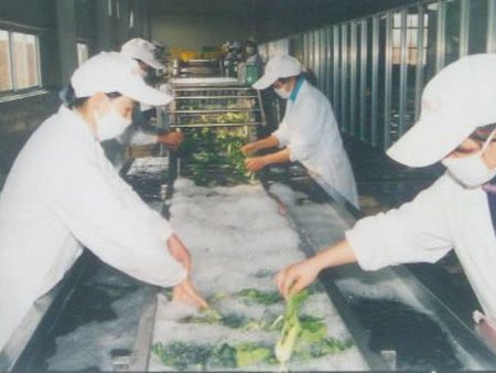 礼品菜