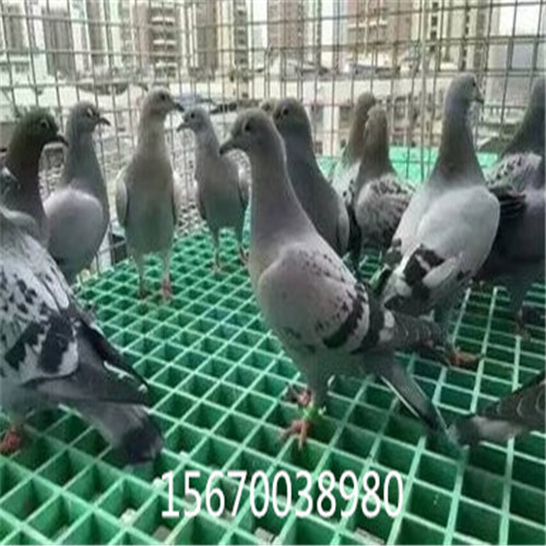 玻璃鋼拉擠型材