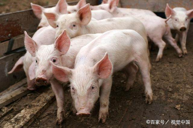 在猪饲料中添加这5种人常吃的调味料，能使仔猪日增重提高百分六