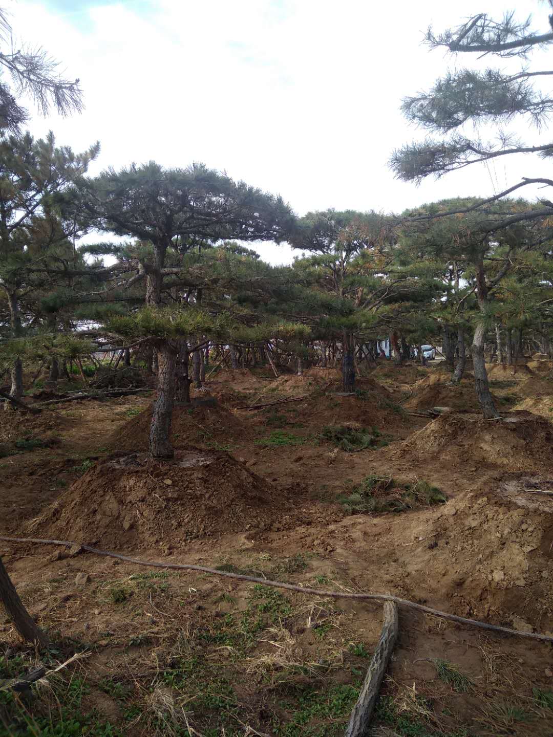 造型松树 造型松树