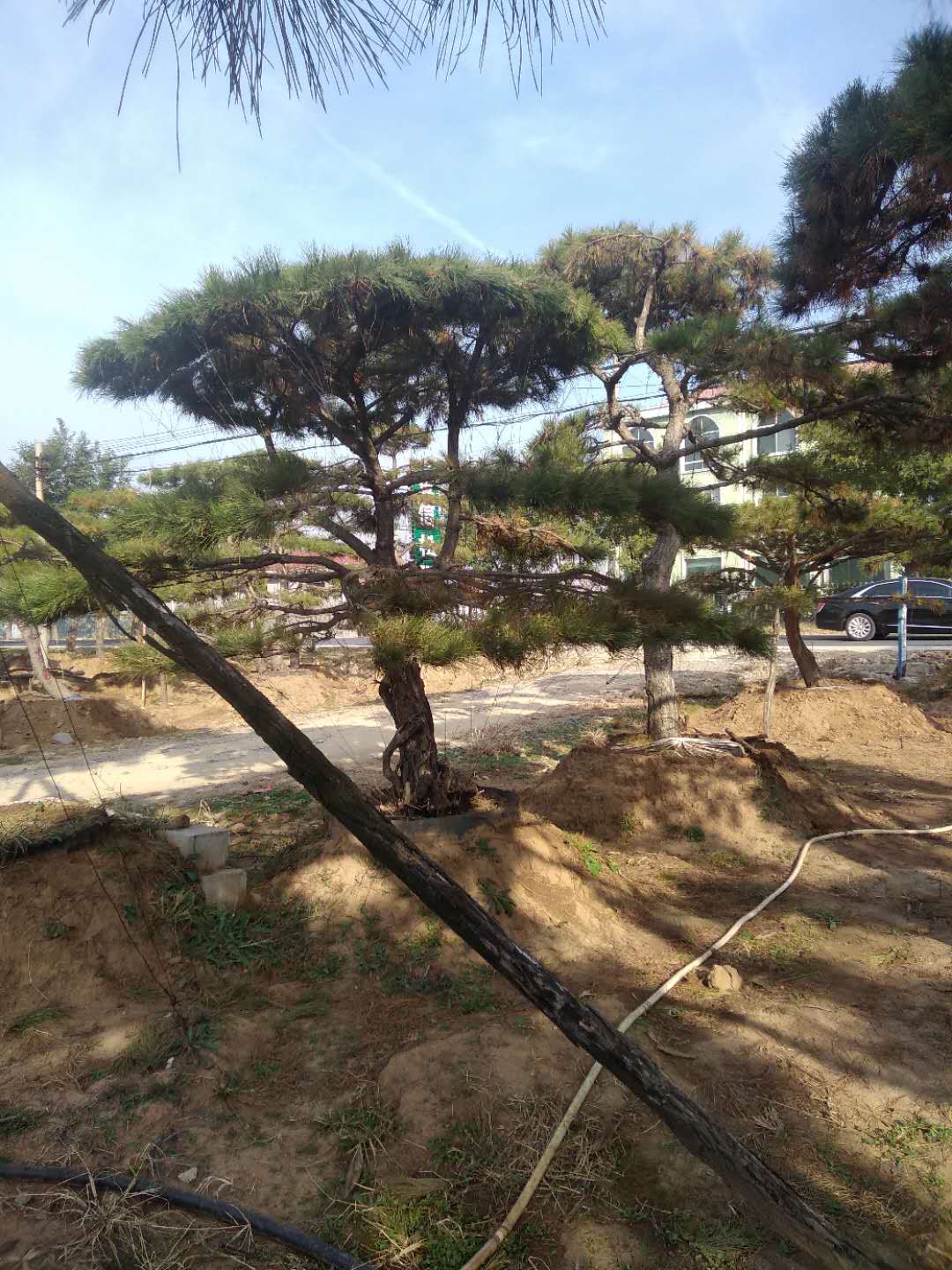 泰山迎客松 泰山迎客松
