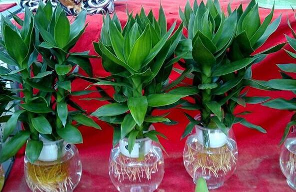 莲花竹种植