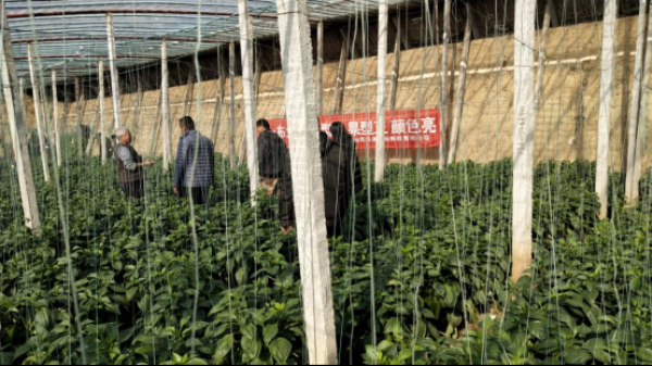 “布兰妮”青州观摩会