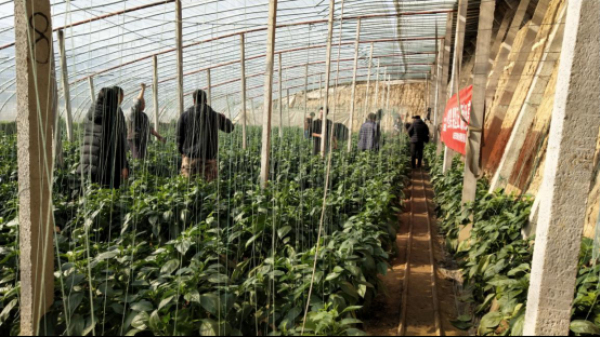 “布兰妮”青州观摩会