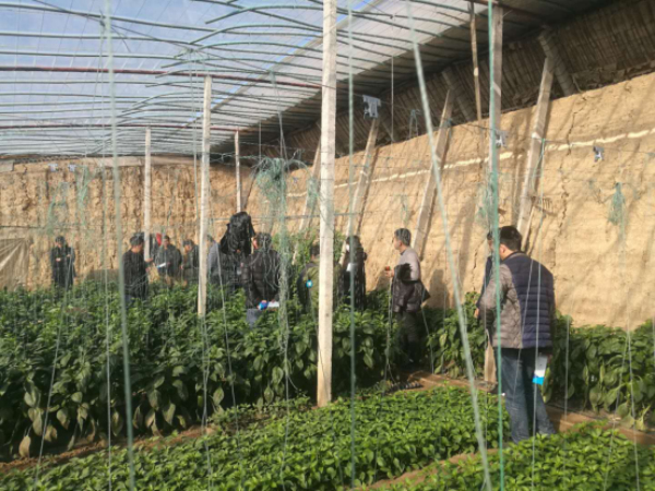 “布兰妮”青州观摩会