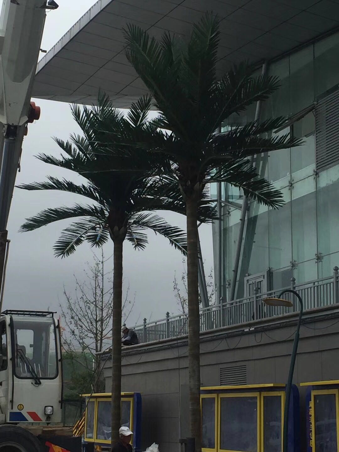 威高海洋馆大型椰子树